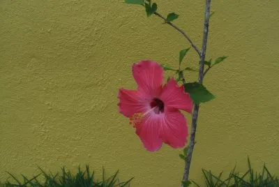Hibisco SolitÃ¡rio