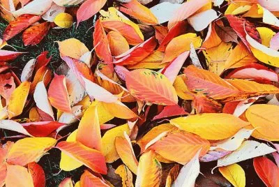 feuilles mortes