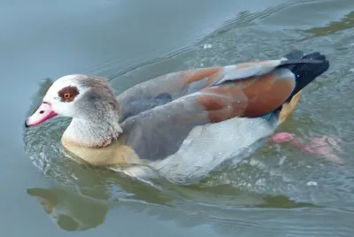 Ente jigsaw puzzle