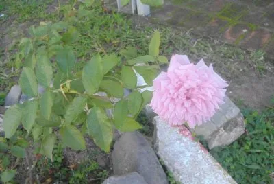 Rosa SolitÃ¡ria