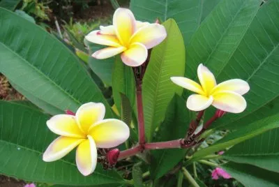 Beautiful pics of Hawaii's beauty jigsaw puzzle
