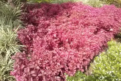 flores