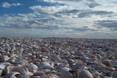 Playa de las Conchillas. Provincia de RÃ­o Negro. Argentina