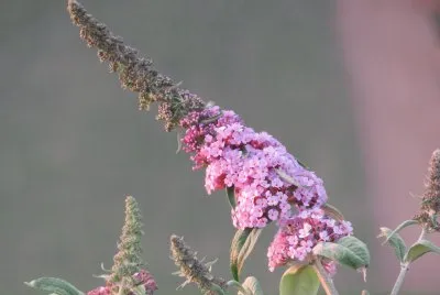 buddleia
