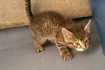 Tabitha 's kitten 2