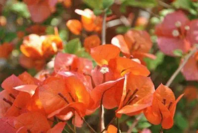 bougainvillier