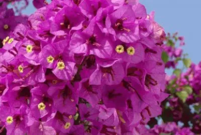 bougainvillier