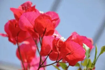 פאזל של bougainvillier