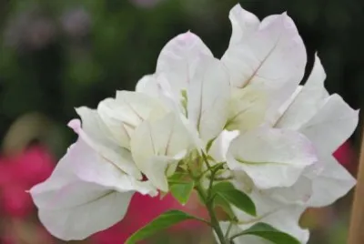 bougainvillier