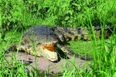 cocodrilo