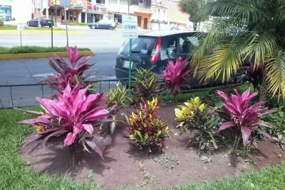 פאזל של jardin