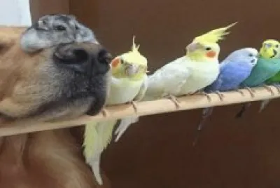 פאזל של amigos