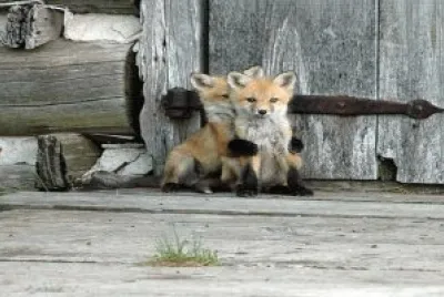 amigos