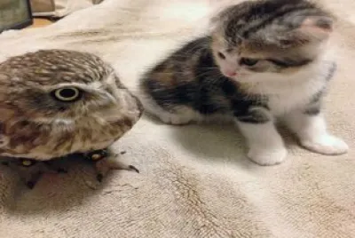 amigos