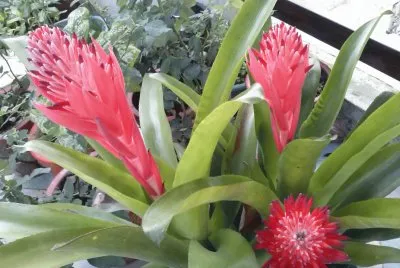 flores