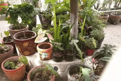 פאזל של jardin