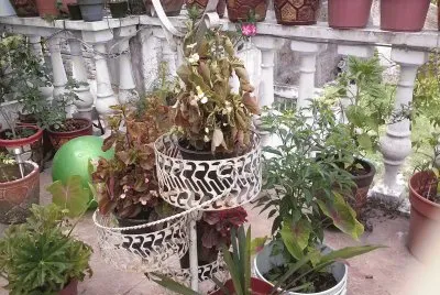 פאזל של jardin