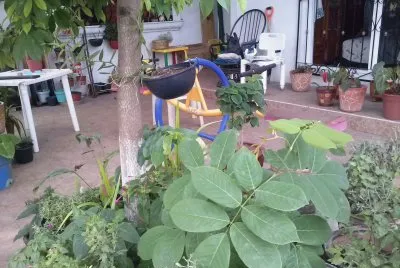 פאזל של jardin