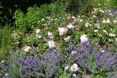 Sommer