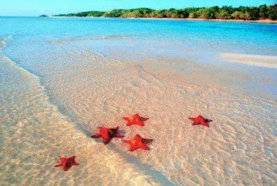 estrellas de mar