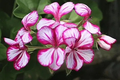 geranium lierre