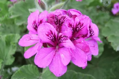 pelarginium