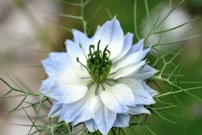 Blaue Blume