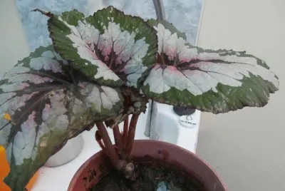 פאזל של flores