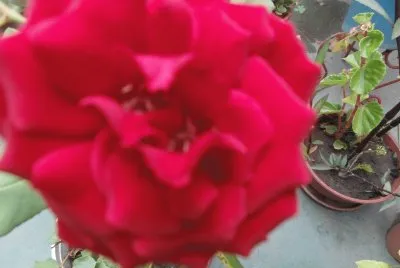 פאזל של rosa