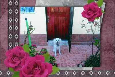 פאזל של caniche