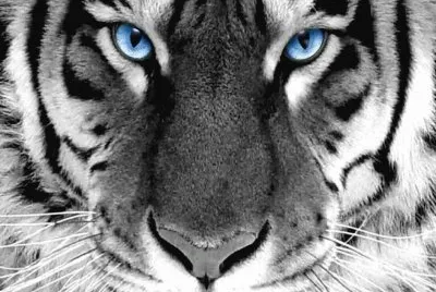 ×—×ª×•×œ×” jigsaw puzzle