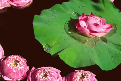 Lotus