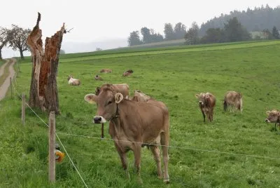 vache