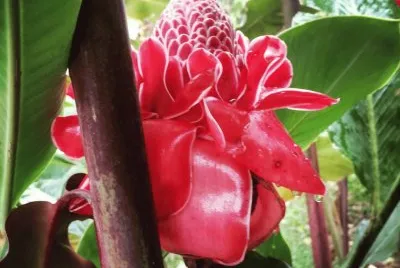 flores