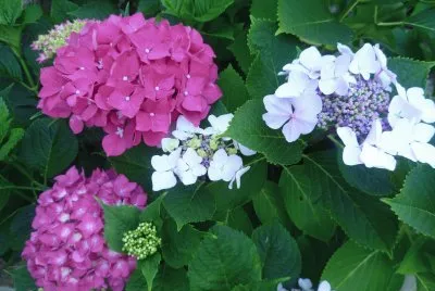 פאזל של ortensie