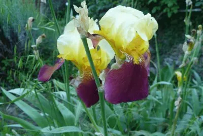 פאזל של iris