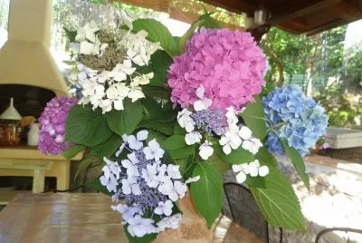 פאזל של ortensie
