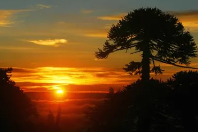 Chile National Parks Araucarias