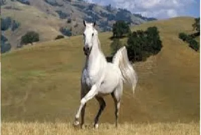 Fotos de Cavalos