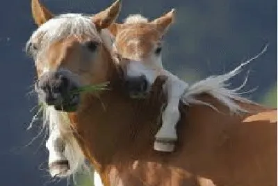 Cavalo 1 jigsaw puzzle