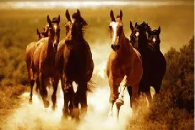 Cavalo 2 jigsaw puzzle