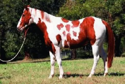 Cavalo 3 jigsaw puzzle