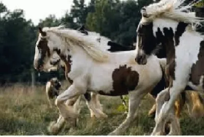 Cavalo 4 jigsaw puzzle
