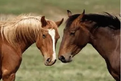 Cavalo 5 jigsaw puzzle