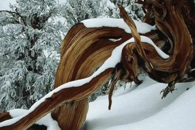 פאזל של Winter_Art