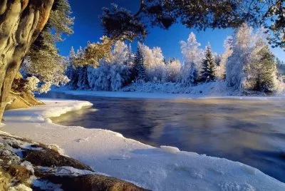פאזל של Winter_forest