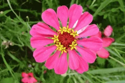 fleur sauvage