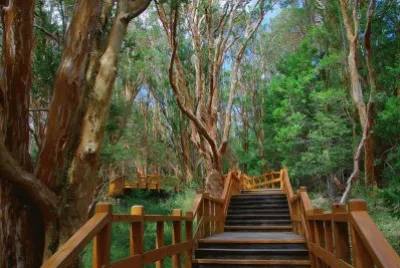 פאזל של Bosque de Arrayanes. NeuquÃ©n. Argentina