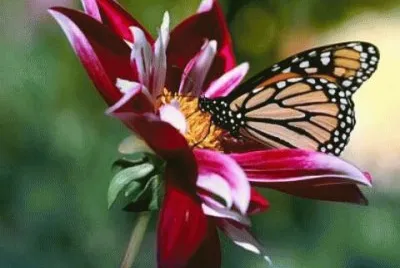 flor