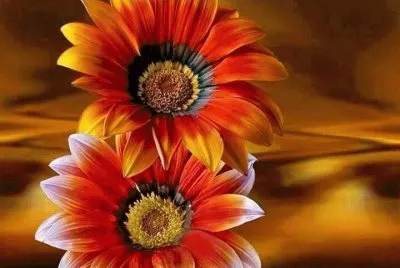 flores
